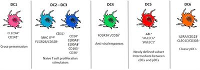 Dendritic Cells in the Cross Hair for the Generation of Tailored Vaccines